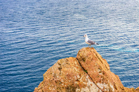 Seagull sitting on mountain cliff against seascape in autumn cloudy day. Wild birds sea gull in nature on background of water. Beautiful natural scenery.の写真素材