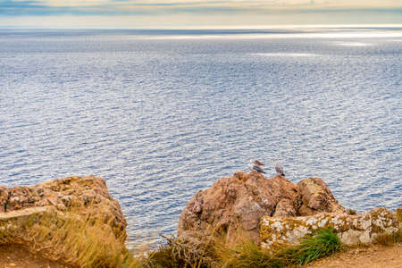 Seagulls sitting on mountain cliff against seascape in autumn cloudy day. Wild birds sea gulls in nature in mountain area on background of sky and water. Beautiful natural scenery.の写真素材
