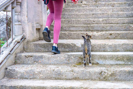 Female legs and little kitten climbing up on stair steps. Young tourist calling cute abandoned hungry kitten. Authentic lifestyle moments. Pets protection concept.の写真素材