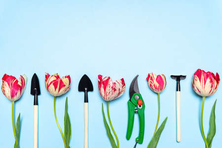 Fresh tulips flowers, garden tools and pruning shears on blue pastel background. Creative...