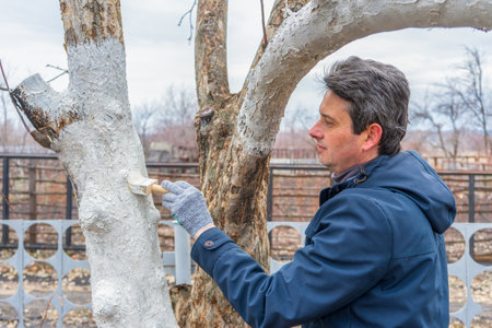Whitewashing of fruit trees in spring garden. Human hands in gloves holding brush and whitewash...