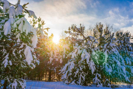 Picturesque winter landscape with snow covered pine trees on sunny frosty day. Winter coniferous forest after snowfall in sunlight at sunset. Wonderful northern nature, beautiful natural background.の写真素材