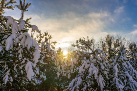 Picturesque winter landscape with snow covered pine trees on sunny frosty day. Winter coniferous forest after snowfall in sunlight at sunset. Wonderful northern nature, beautiful natural background.の写真素材