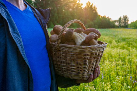 Basket with edible porcini mushrooms in man's hand against summer landscape of meadow and forest edge. Fresh pine boletus or cep mushrooms. Hobbies, silent hunting concept. Organic vegetarian food.の写真素材