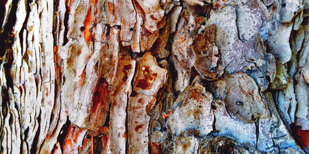 pine tree bark zoom