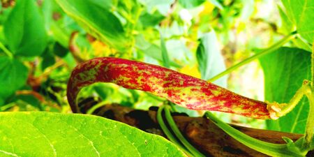 kidney bean in the garden
