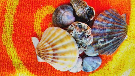 Sea Shells