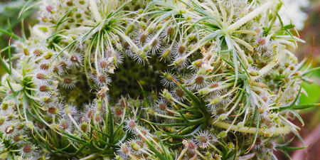 flower budの写真素材