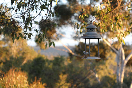 Hanging Bird Feederの写真素材