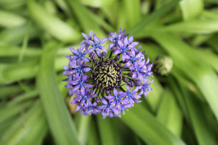 Macro violet flower purple closeup floral green backgroundの写真素材