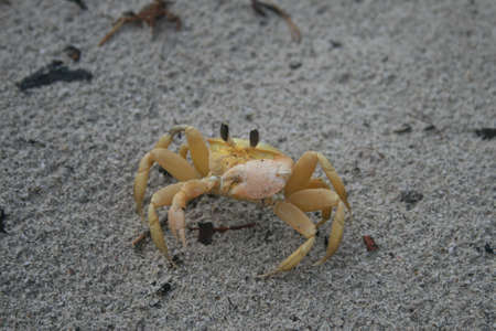 Yellow sand crab with big eyes crustacean