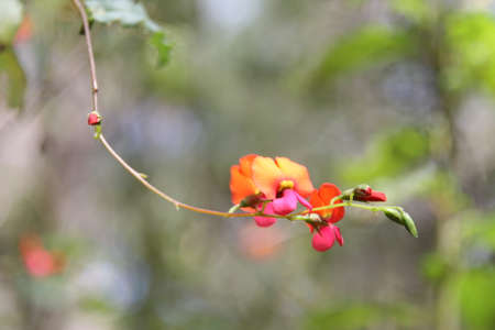 Hanging Yellow and Orange Flower in Natureの写真素材