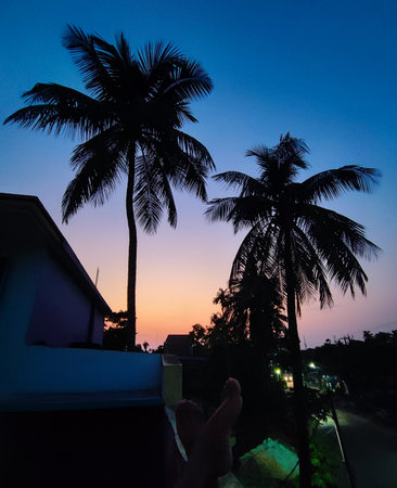 Silhouette of palm trees at sunsetの写真素材