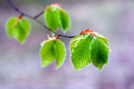 Spring young green leaves under a rainの写真素材