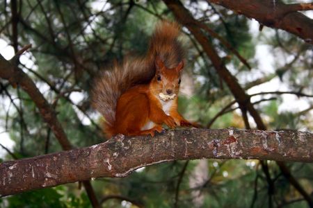 The squirrel sits on a pine and eats a nutの写真素材