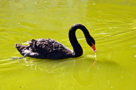 The black swan floats in a pondの写真素材