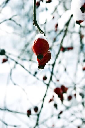 Red berries of a dogrose in snow on a cold winter day (xmas eve)の写真素材