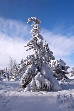Pine brought by snow on a cold winter day (xmas eve) against the blue sky on a background a pine pine forestの写真素材