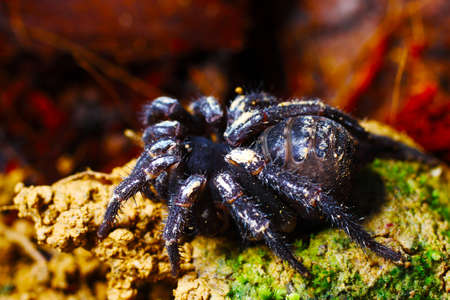 Talantulaの写真素材