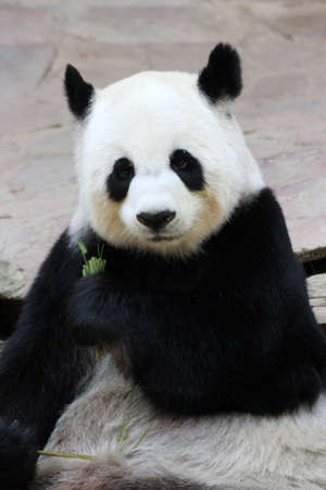 Eating pandaの写真素材