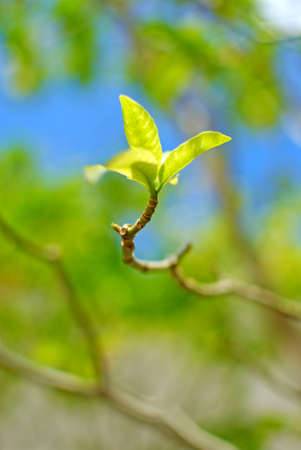 Cracking of the wood in the spring
