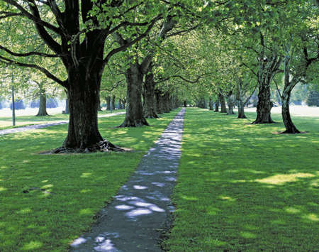Walking through the beautiful quiet park