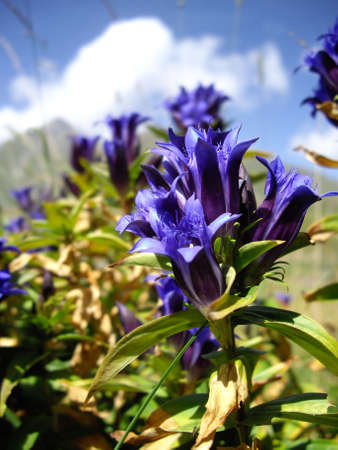 Sky blue harebell on the mountain meadow の写真素材