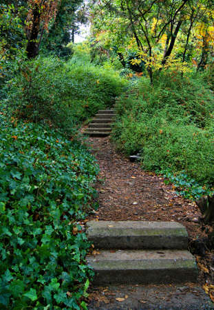 Autumn landscape: road in the forestの写真素材