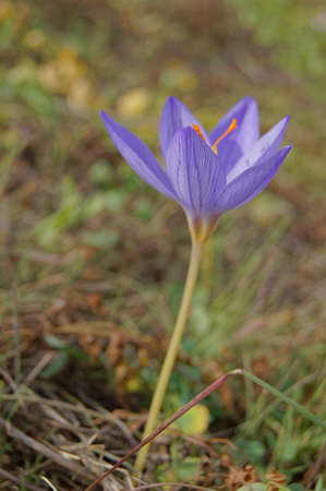 Autumn flowers - Colchicum autumnale, commonly known as autumn crocus, meadow saffron 
