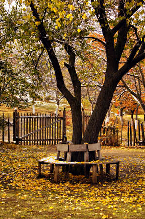 Autumn time: garden bench with yellow leaves and snowの写真素材