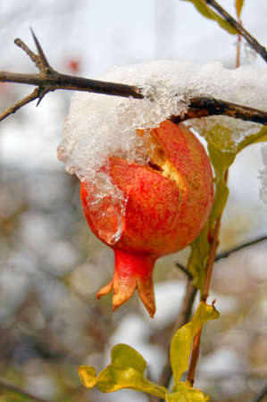 Ripe colorful pomegranate fruit on tree branch under snow in the garden             の写真素材