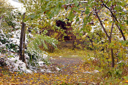 Autumn time: colorful leaves of the tree covered with snow and rural road の写真素材