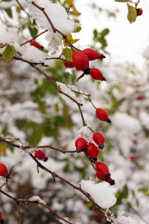 Red guelder-rose under snow               