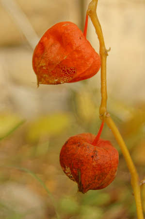Autumn time: bright phisalis fruit in the wood の写真素材