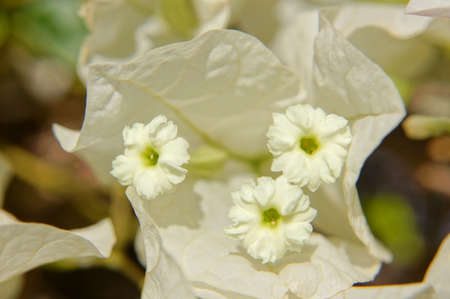 Close up of white bougainvillea flower の写真素材
