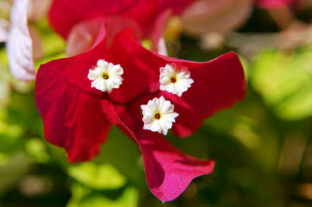 Close up of bougainvillea plant flower                