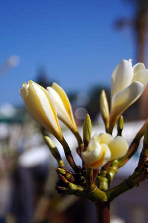 Close up of Plumeria buds on the blue sky backgroundの写真素材