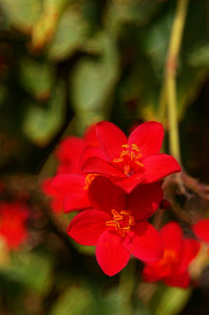 Blooming tropical tree with bright red flowersの写真素材
