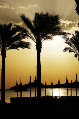 Sunrise over the beach on egyptian coast of the Red sea               の写真素材