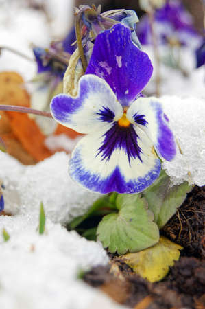 Close up of tricolor viola flowers  in the gardenの写真素材