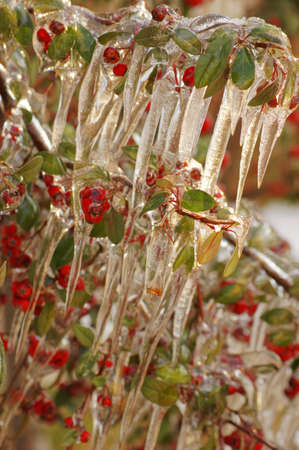 Red guelder-rose under snow and ice
