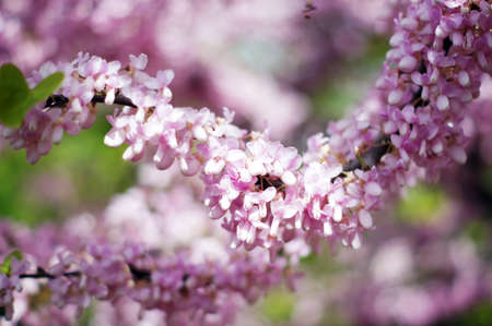 Close up of violet blossoming Cercis siliquastrum plant at Caucasus areaの写真素材