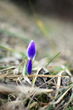 First spring flowers  blue crocus flowers in the wood