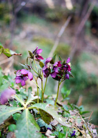 Close up of rare Helleborus flowerの写真素材