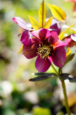 Close up of rare Helleborus flowerの写真素材
