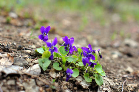 Spring time: first tricolor violas in the gardenの写真素材