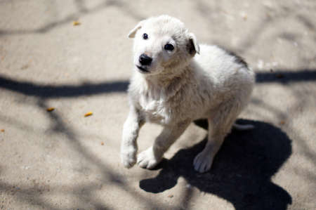 Little homeless dog outdoorの写真素材