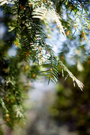 Closeup of young Cupressaceae branch in the springの写真素材