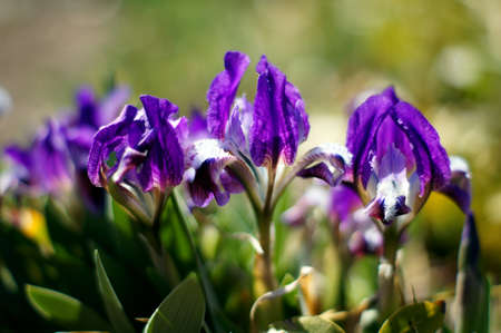 Cluster of blooming reticulated iris against colorful background