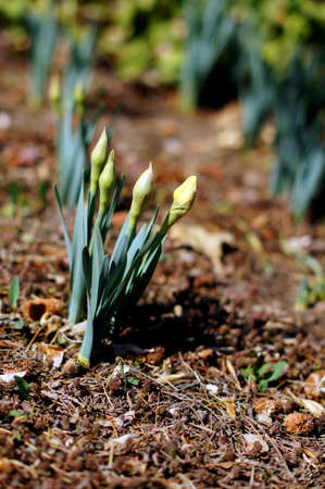 A field of bright yellow spring daffodil flowersの写真素材